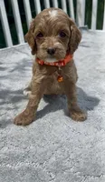Orange F1, a male Cockapoo for sale in Sun City Center, FL – 3 of 7