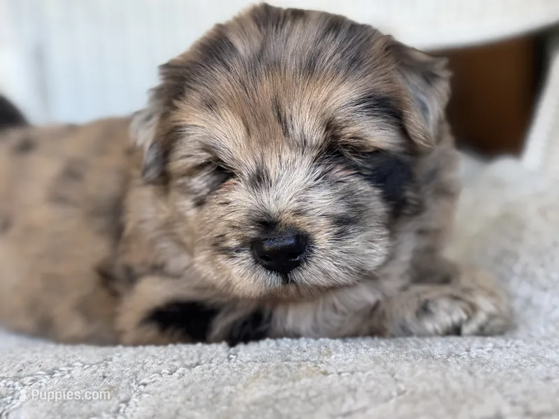 Waffles – Chow Chow, Poodle - Standard  puppy for sale in Ruskin, FL