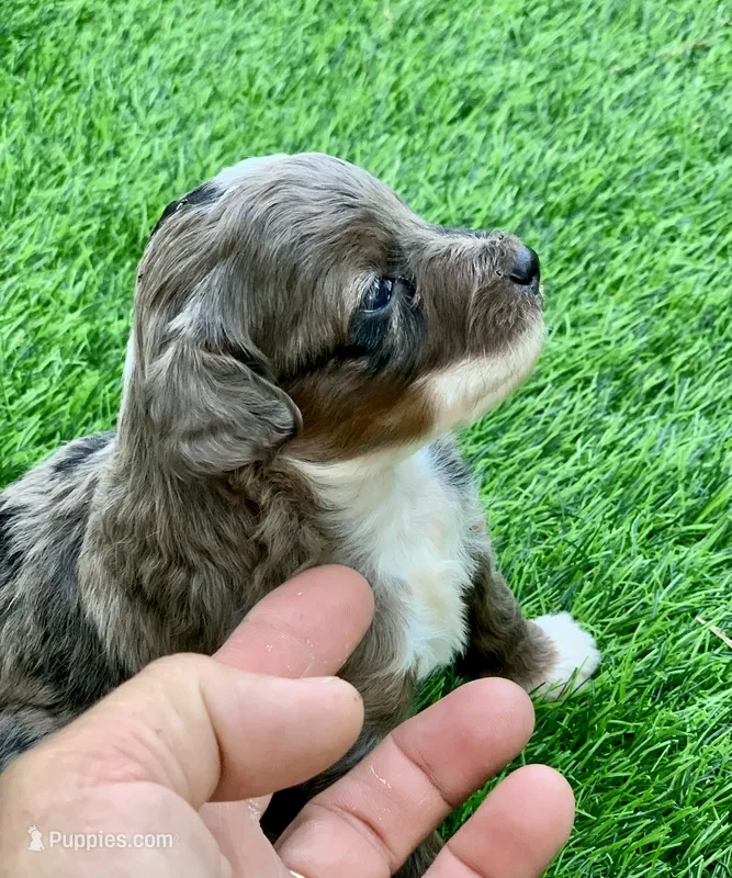 Zara – Miniature Aussiedoodle puppy for sale in Tampa, FL