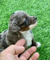 Zara  parents health tested., a female Miniature Aussiedoodle for sale in Tampa, FL – 5 of 10