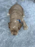 Blue, a male Cockapoo for sale in Sun City Center, FL – 4 of 8