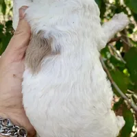 Chocolate Merle parti, a male Cockapoo for sale in Tampa, FL – Photo 4 of 4