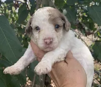 Chocolate Merle parti, a male Cockapoo for sale in Tampa, FL – Photo 9 of 10