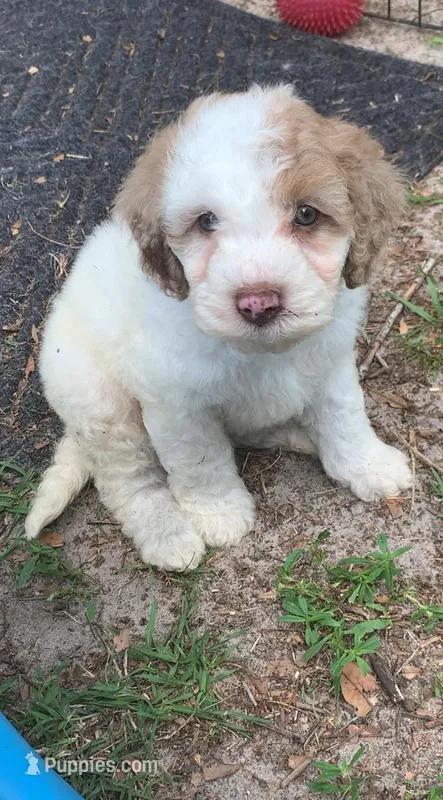 Chocolate Merle parti – Cockapoo puppy for sale in Tampa, FL