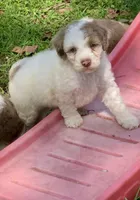 Chocolate Merle parti, a male Cockapoo for sale in Tampa, FL – Photo 10 of 10