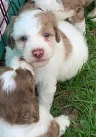 Chocolate Merle parti, a male Cockapoo for sale in Tampa, FL – Photo 5 of 10