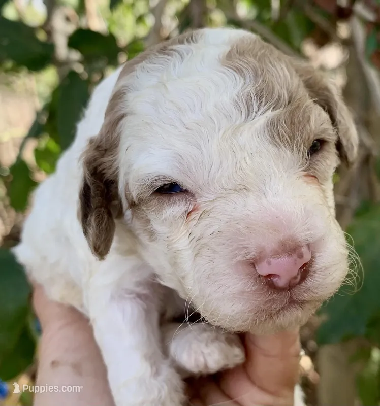 Chocolate Merle parti