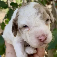 Chocolate Merle parti, a male Cockapoo for sale in Tampa, FL – Photo 1 of 4