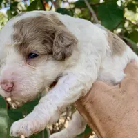 Chocolate Merle parti, a male Cockapoo for sale in Tampa, FL – Photo 3 of 4