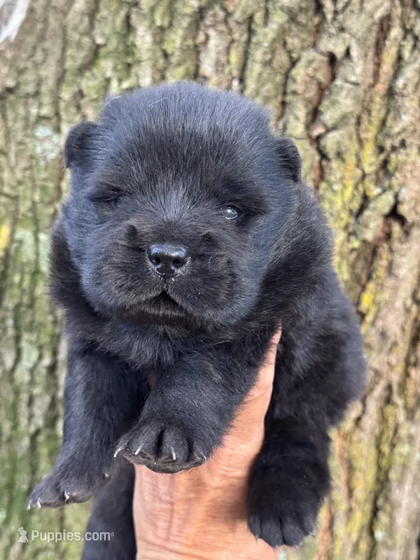 Bao – Chow Chow puppy for sale in Ruskin, FL