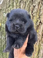 Bao, a male Chow Chow for sale in Ruskin, FL – 1 of 8
