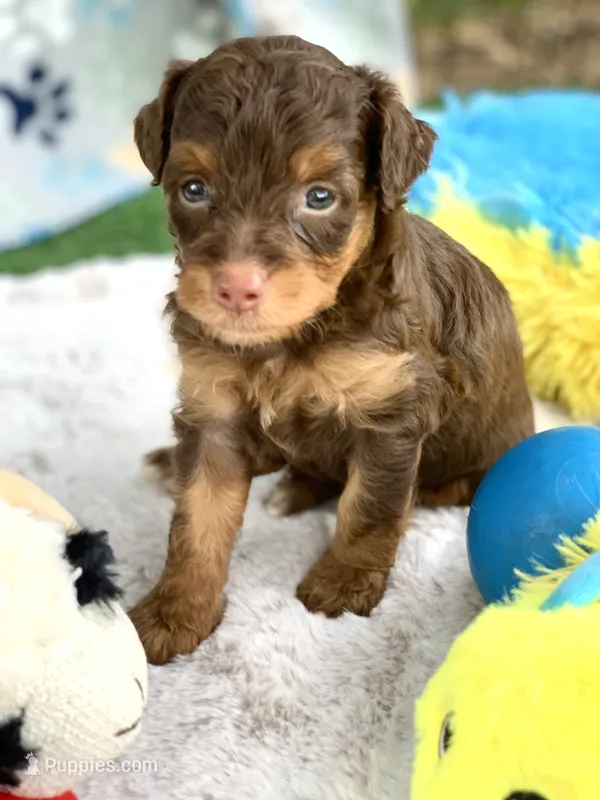 Mocha.  Parents health tested – Miniature Aussiedoodle puppy for sale in Tampa, FL