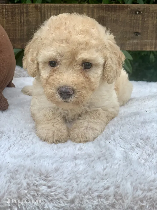 Honey mini Chowdoodle  – Chow Chow, Poodle - Toy  puppy for sale in Tampa, FL