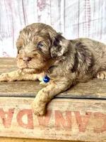 Chip. Chocolate Merle phantom with blue eyes, a male Cockapoo for sale in Ruskin, FL – 6 of 6
