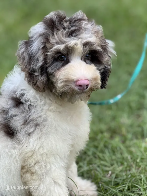 Truffle. chocolate Merle parti – Cockapoo puppy for sale in Ruskin, FL