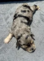 Ruby F1b, a female Miniature Aussiedoodle for sale in Tampa, FL – 6 of 6