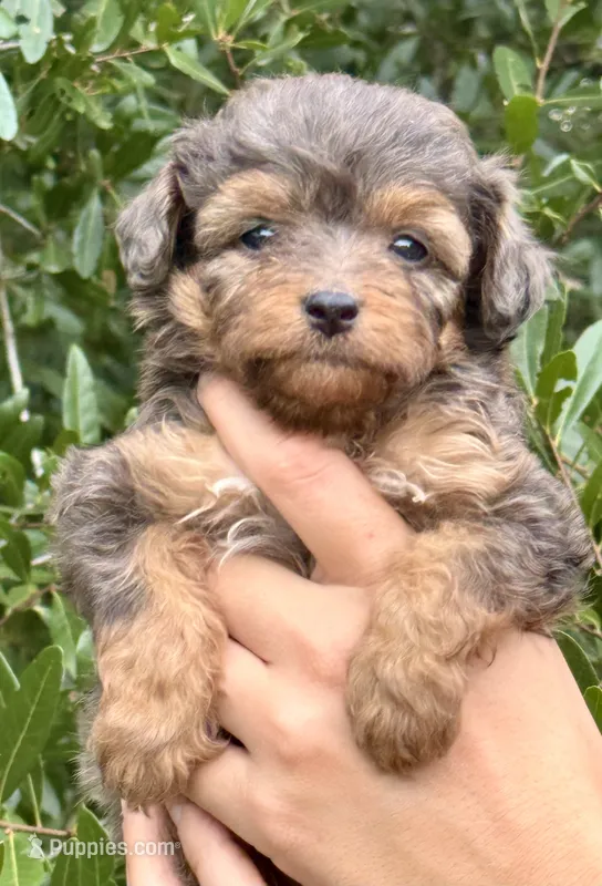 Winnie – Miniature Aussiedoodle puppy for sale in Tampa, FL