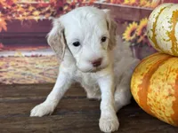 Rosie, a female Cockapoo for sale in Ruskin, FL – 5 of 6