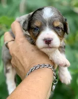 Indigo , a female Miniature Aussiedoodle for sale in Tampa, FL – 7 of 9
