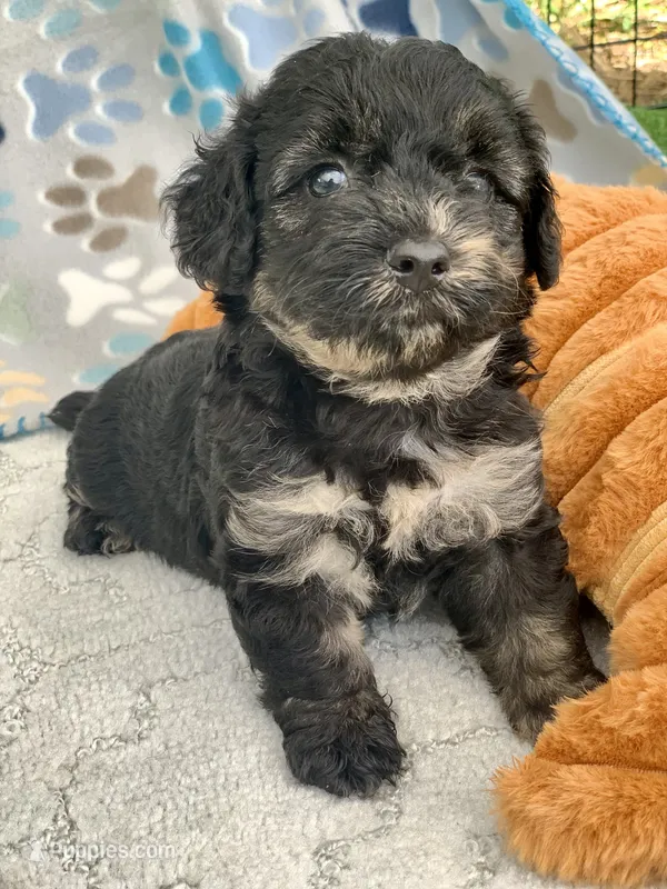 Marble – Chow Chow, Poodle - Toy  puppy for sale in Tampa, FL