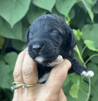 Smokey  “regular size”, a male Cockapoo for sale in Tampa, FL – 2 of 8
