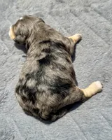 Emerald  F1b, a female Miniature Aussiedoodle for sale in Tampa, FL – 6 of 8