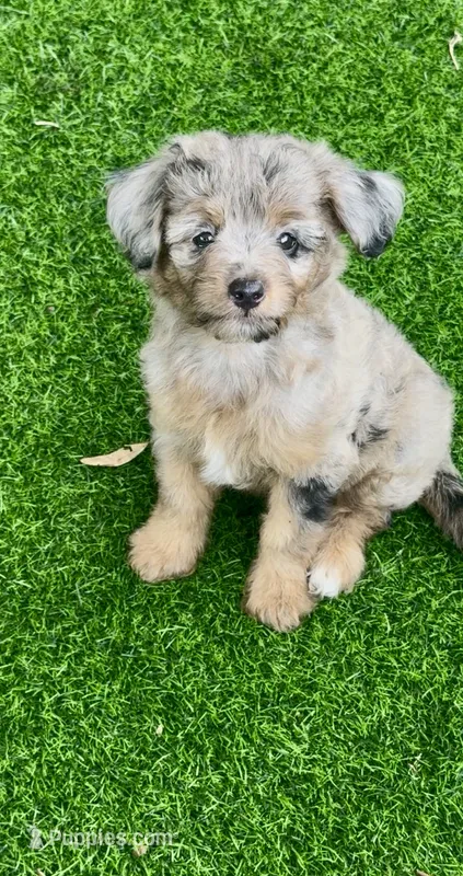 Nova – Miniature Aussiedoodle puppy for sale in Tampa, FL