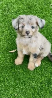 Nova, a female Miniature Aussiedoodle for sale in Tampa, FL – 2 of 10