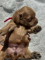 Red F1, a female Cockapoo for sale in Tampa, FL – 2 of 4
