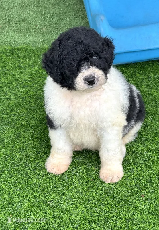 Medium size. Health tested parents – Miniature Bernedoodle puppy for sale in Tampa, FL