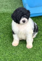 Medium size. Health tested parents, a male Miniature Bernedoodle for sale in Tampa, FL – 4 of 5