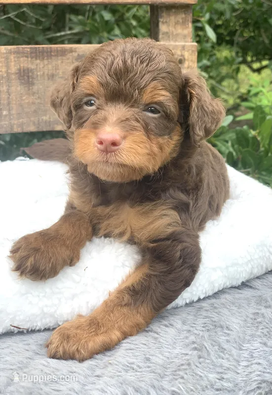 Mocha.  Parents health tested – Miniature Aussiedoodle puppy for sale in Tampa, FL