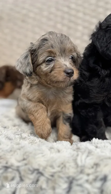 Nova – Miniature Aussiedoodle puppy for sale in Tampa, FL