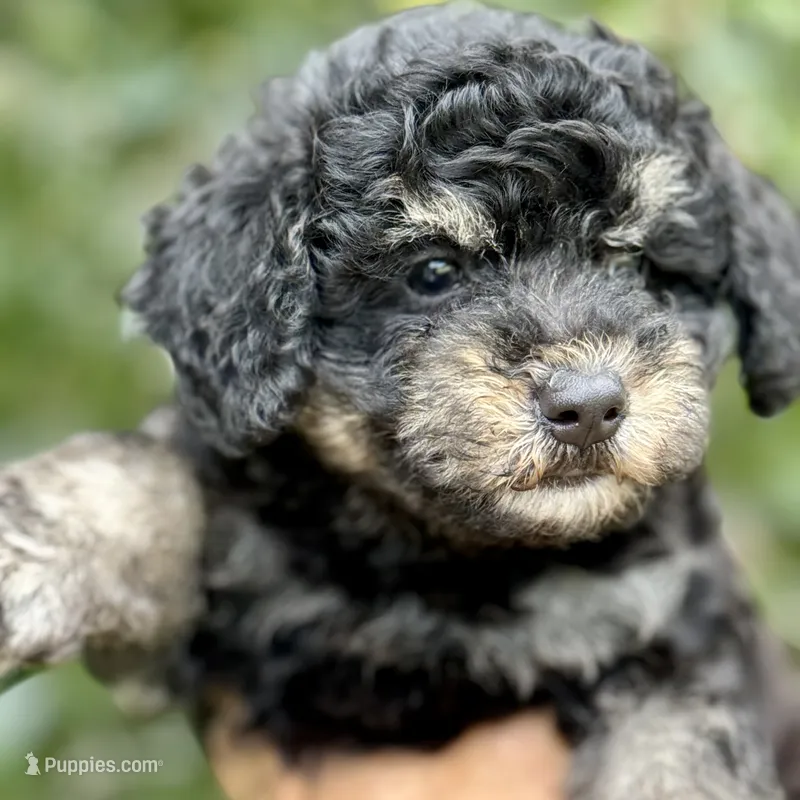 Anna tiny Chowdoodle – Chow Chow, Poodle - Toy  puppy for sale in Tampa, FL