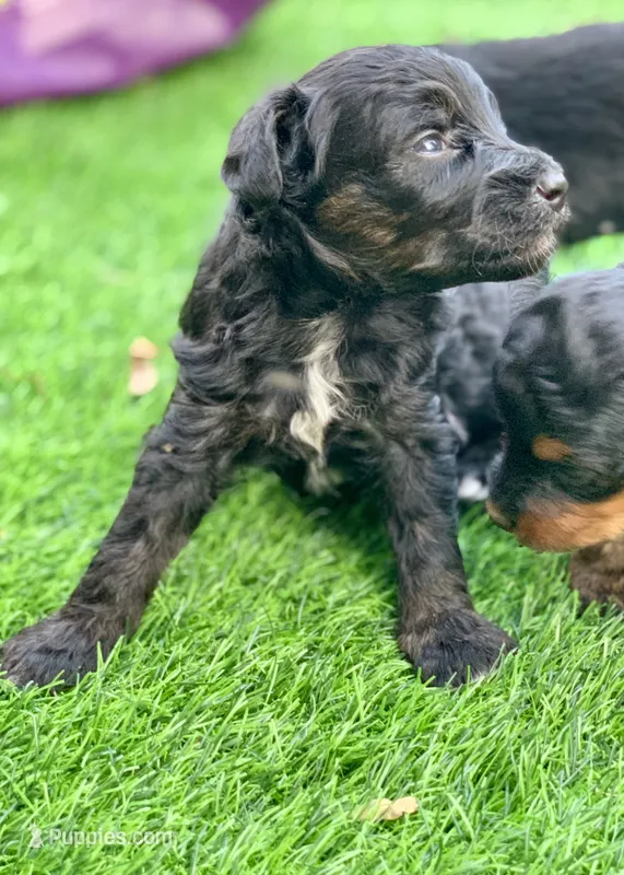 Onyx – Miniature Aussiedoodle puppy for sale in Tampa, FL