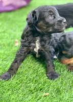 Onyx. Parents health tested, a male Miniature Aussiedoodle for sale in Tampa, FL – 4 of 8