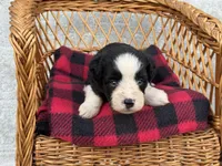 Tania Blue eyes, a female Miniature Aussiedoodle for sale in Ruskin, FL – 3 of 10