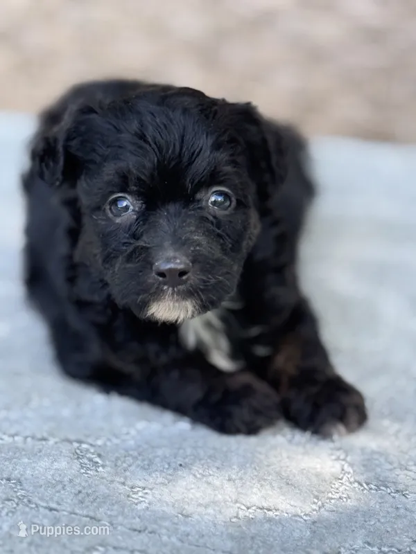Millie – Miniature Aussiedoodle puppy for sale in Tampa, FL