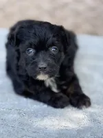 Millie, a female Miniature Aussiedoodle for sale in Tampa, FL – 1 of 2