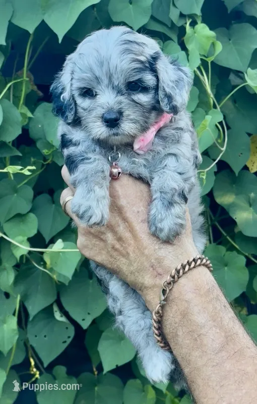 Topaz F1b  – Miniature Aussiedoodle puppy for sale in Tampa, FL