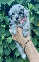 Topaz F1b , a female Miniature Aussiedoodle for sale in Sun City Center, FL – 5 of 10
