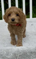 Red F1, a female Cockapoo for sale in Ruskin, FL – 2 of 9