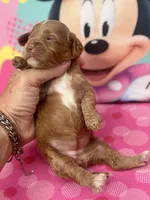 Dolly, a female Cockapoo for sale in Ruskin, FL – 3 of 4
