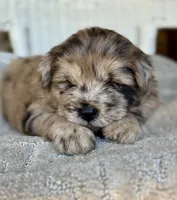 Waffles, a female Chow Chow and Poodle - Standard  for sale in Ruskin, FL – 7 of 10