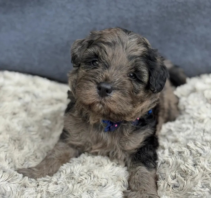 Camo  mini Chowdoodle from DoDo parents  – Chow Chow, Poodle - Miniature  puppy for sale in Tampa, FL