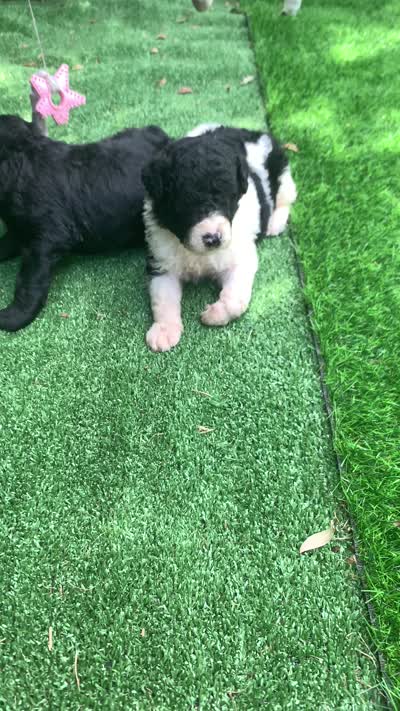 Medium size. Parents health tested., a male Bernedoodle for sale in Tampa, FL – 3 of 10