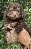 Teddy the Chowdoodle, a male Chow Chow and Poodle - Toy  for sale in Tampa, FL – 6 of 10