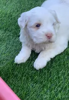 Snow, a female Chow Chow and Poodle - Miniature  for sale in Tampa, FL – Photo 3 of 4