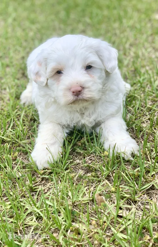 Snow one blue and one green  eye  – Chow Chow, Poodle - Miniature  puppy for sale in Tampa, FL