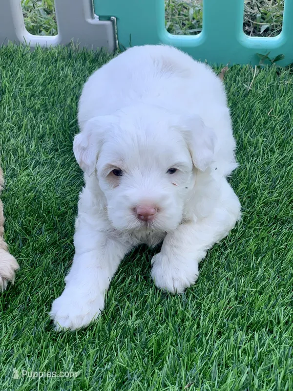 Snow – Chow Chow, Poodle - Miniature  puppy for sale in Tampa, FL